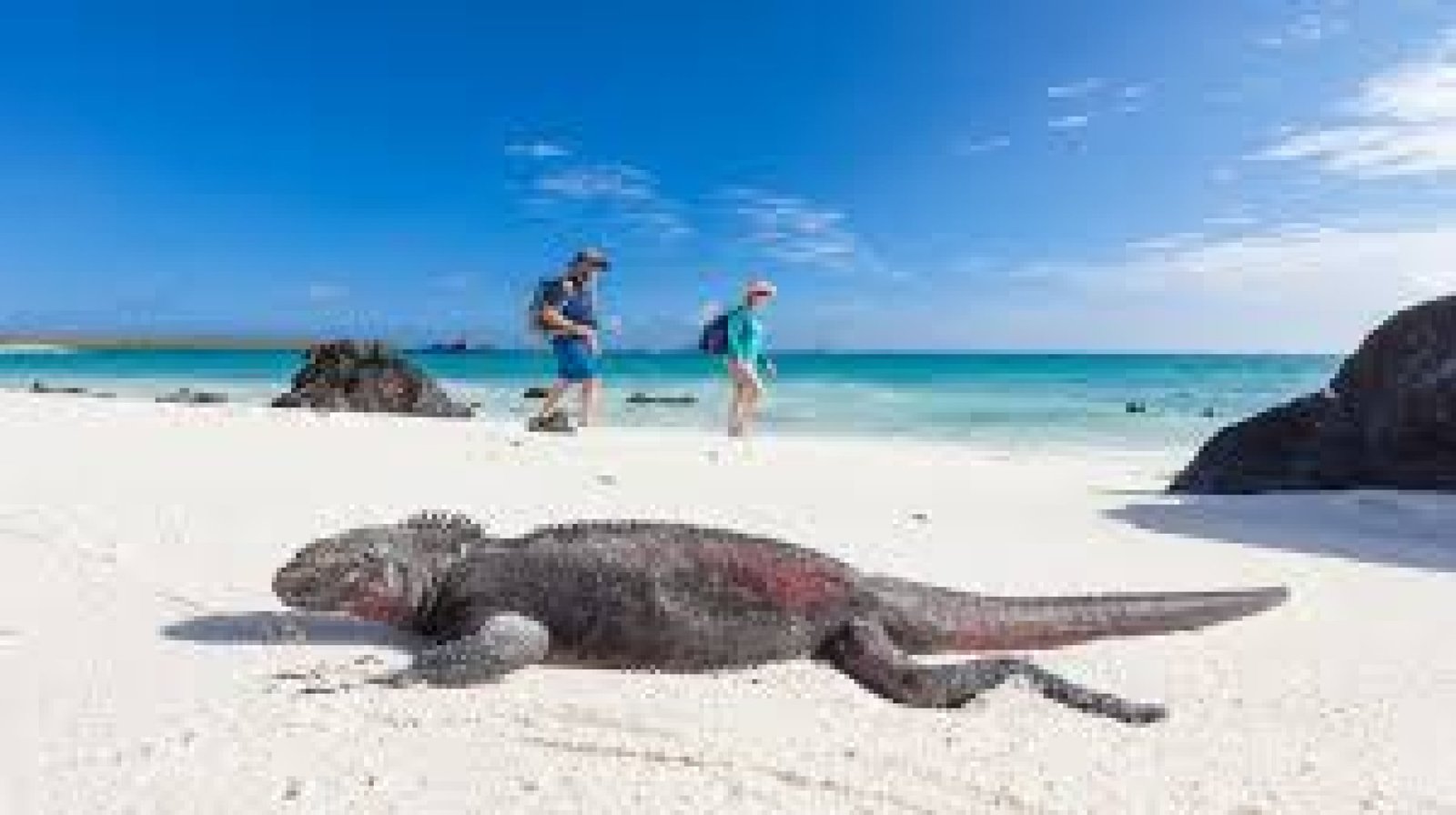 Tour Galápagos 5 días: itinerario ideal para ver fauna marina