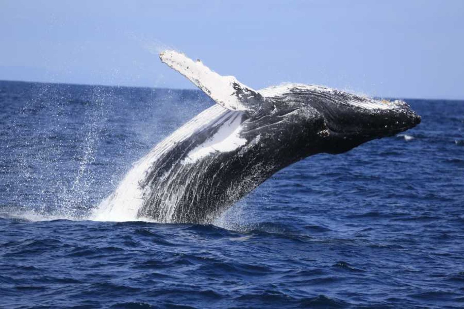 ¿Se Pueden Ver Ballenas en Ecuador? Guía Completa para el Avistamiento de Ballenas Jorobadas