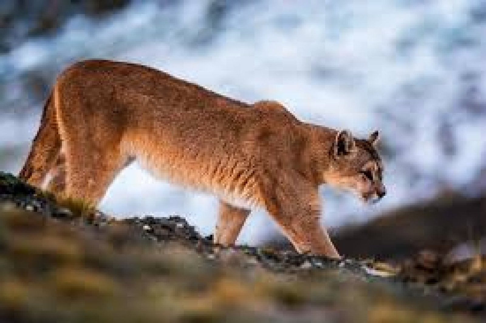 Andean Power Animals in Ecuador: Sacred Guides of Spirit, Strength, and Transformation