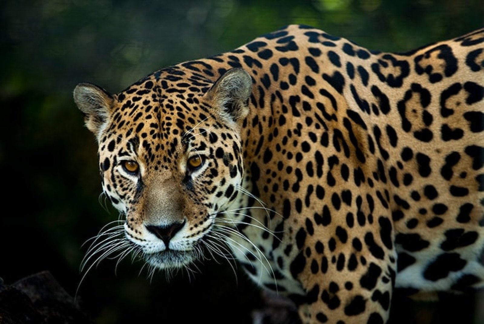 Animals You Can See on a 3-Day Cuyabeno Tour