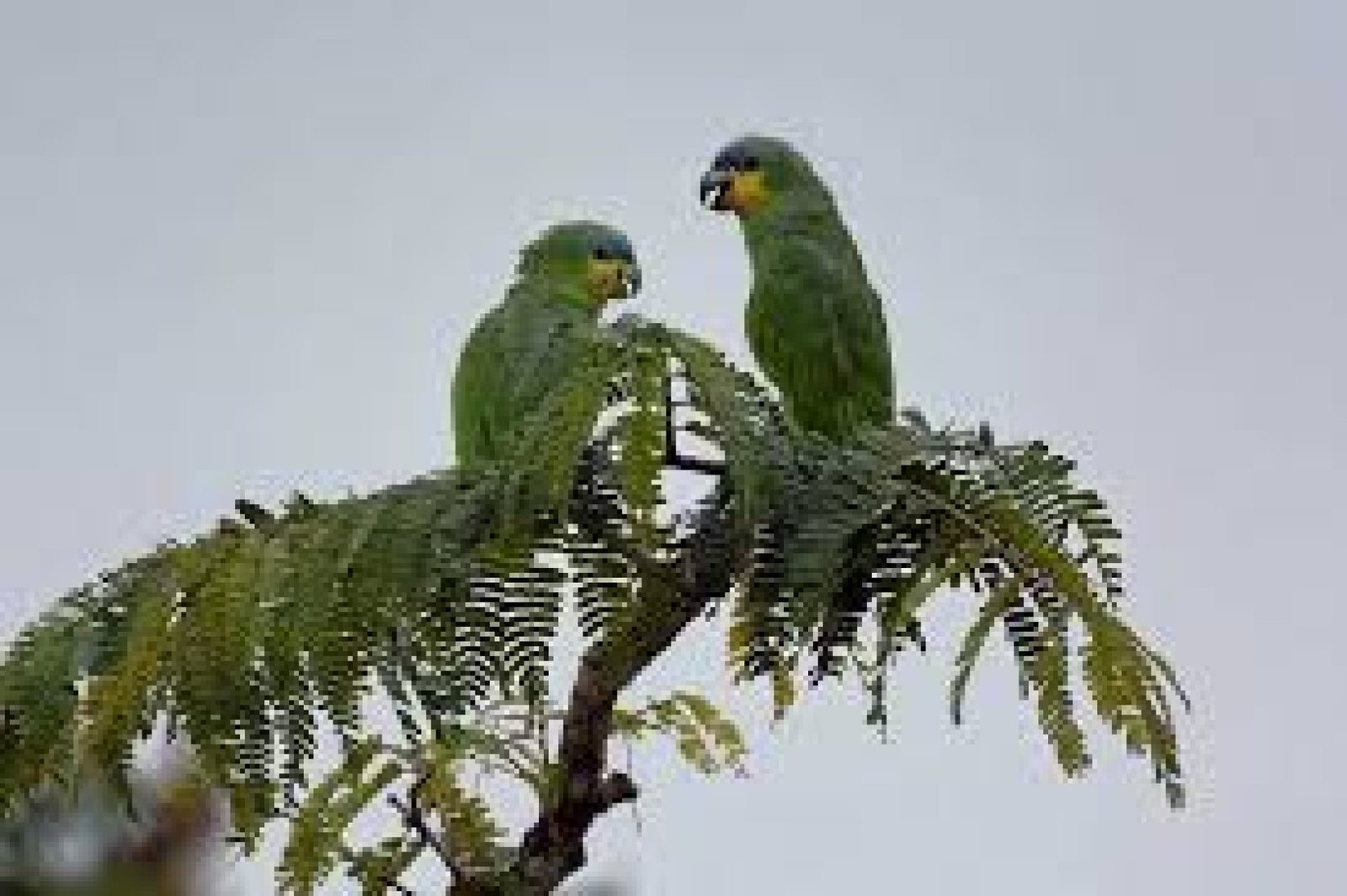 Avistamiento de Aves en la Reserva Cuyabeno: Un Paraíso para los Ornitólogos