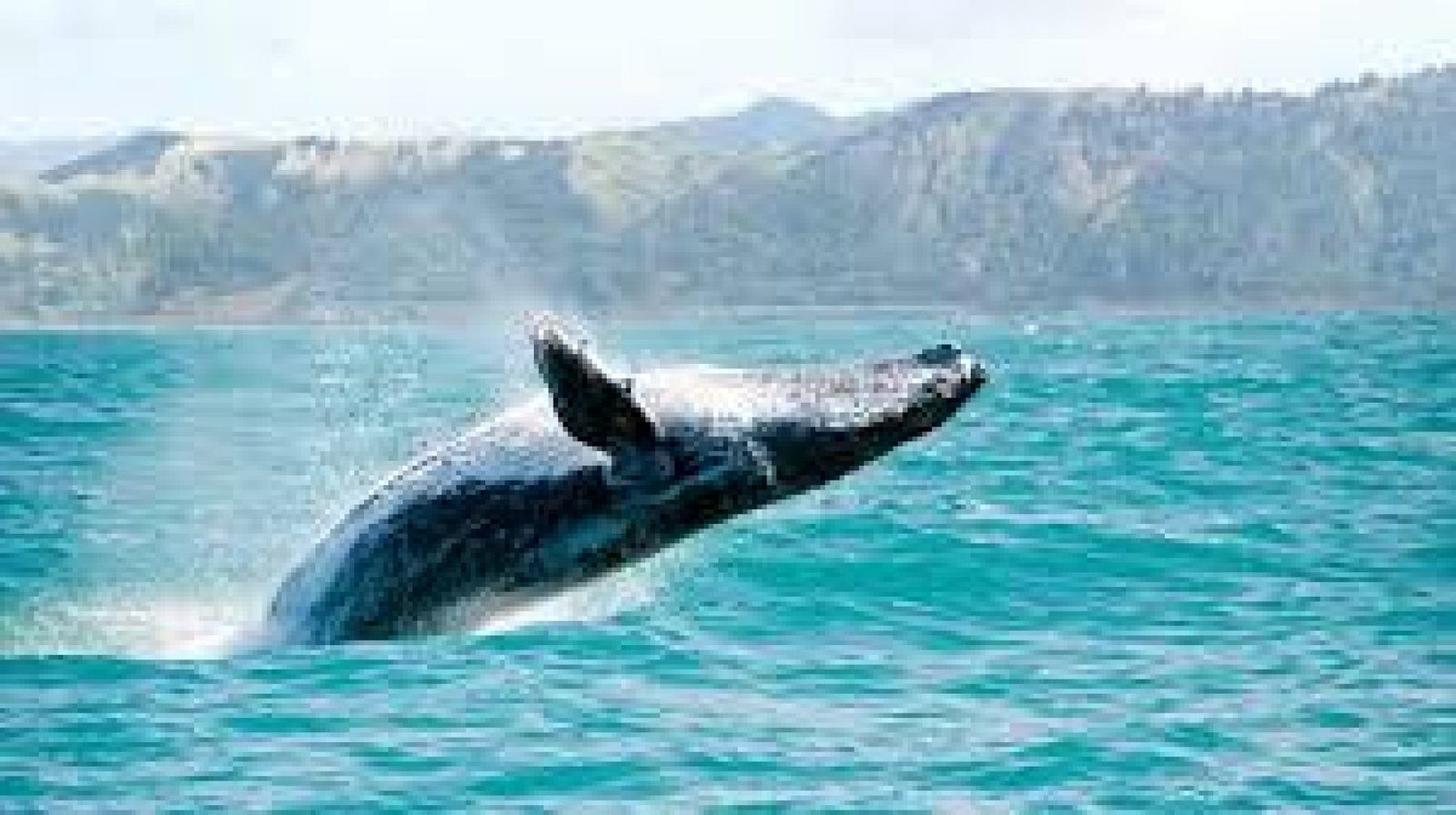 Whale Watching on Ecuador’s Coast: A Unique and Sustainable Experience
