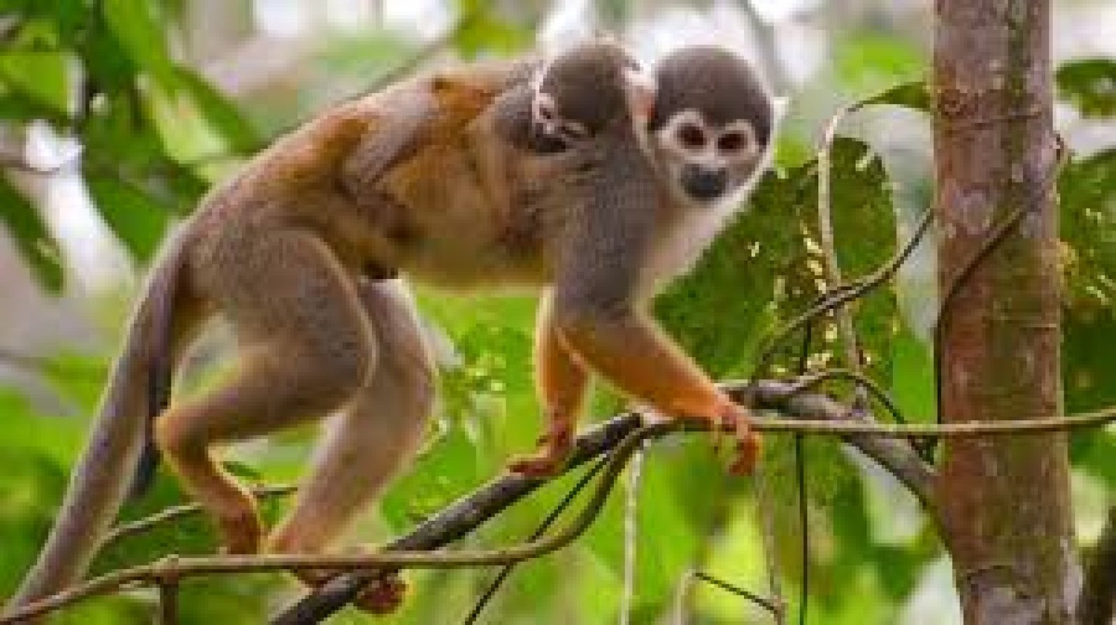 Avistamiento de monos aulladores y capuchinos en la Amazonía ecuatoriana