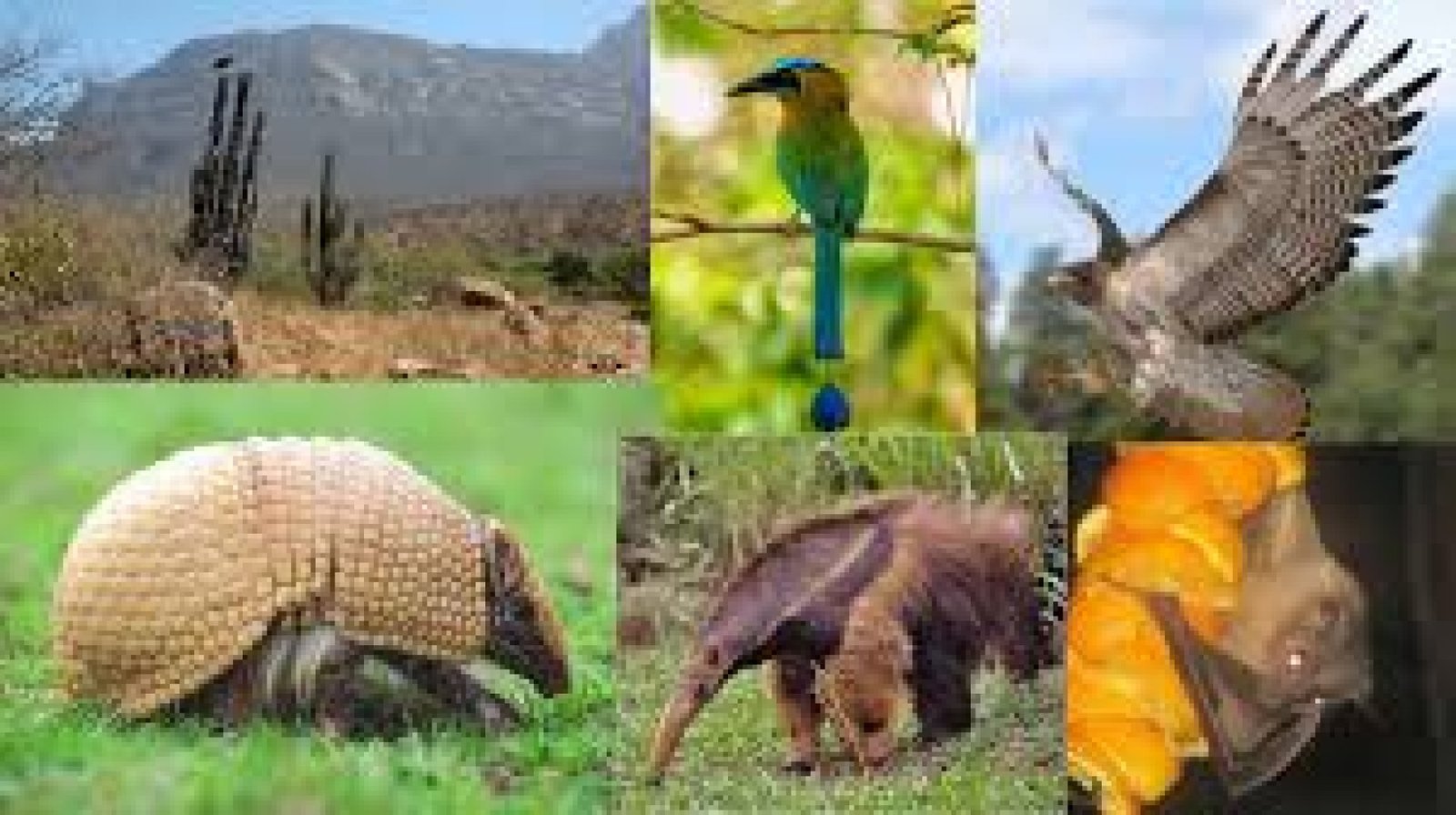 Biodiversidad de Ecuador: Un Paraíso de Vida en Cada Ecosistema