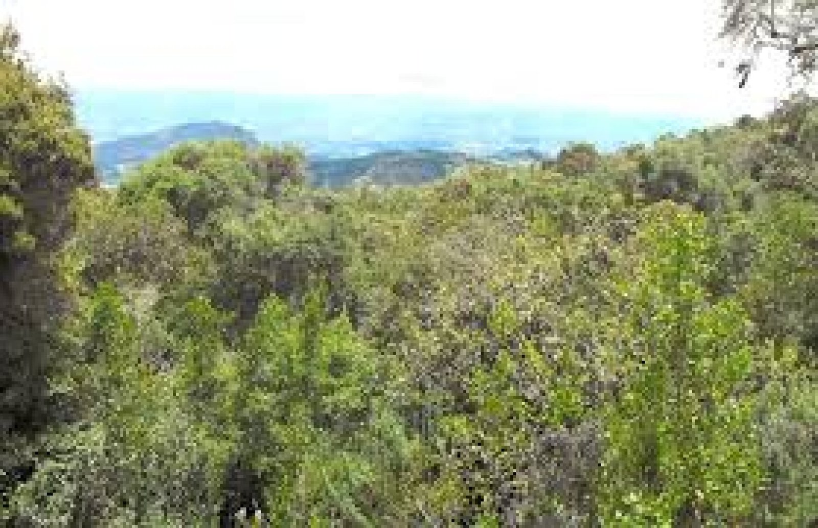 Bosque Protector Aguarongo: bosques montanos, microrreserva natural y cultura andina en Azuay