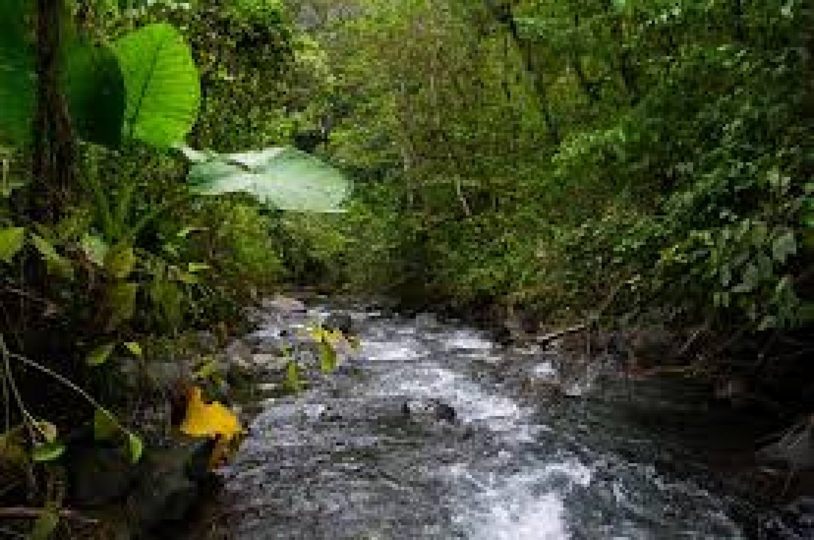 Bosque Protector Cambugán: corredor biológico entre páramos y selvas nubladas en la Sierra Norte