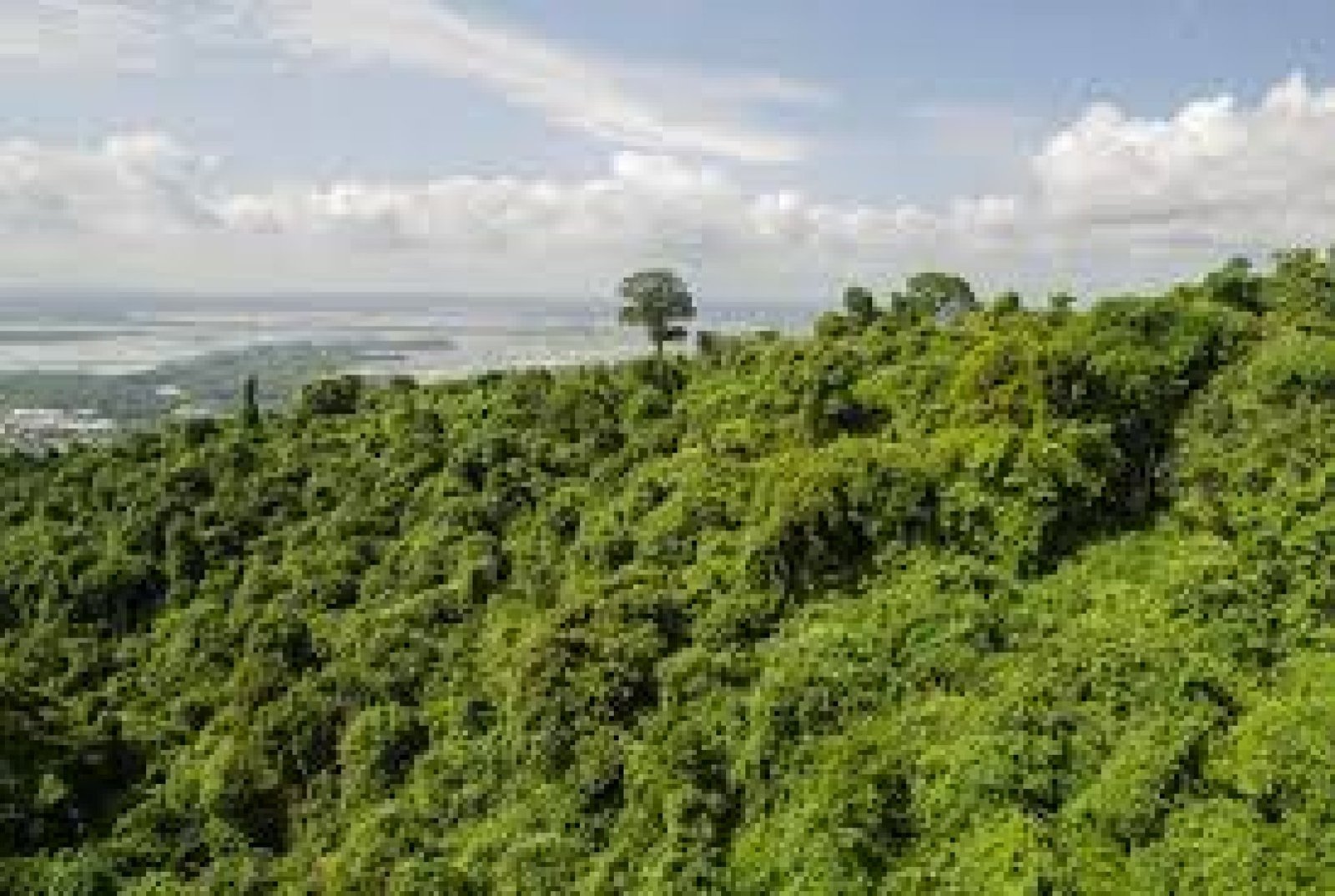Bosque Protector El Churo: montañas, ríos y conservación comunitaria en Bolívar