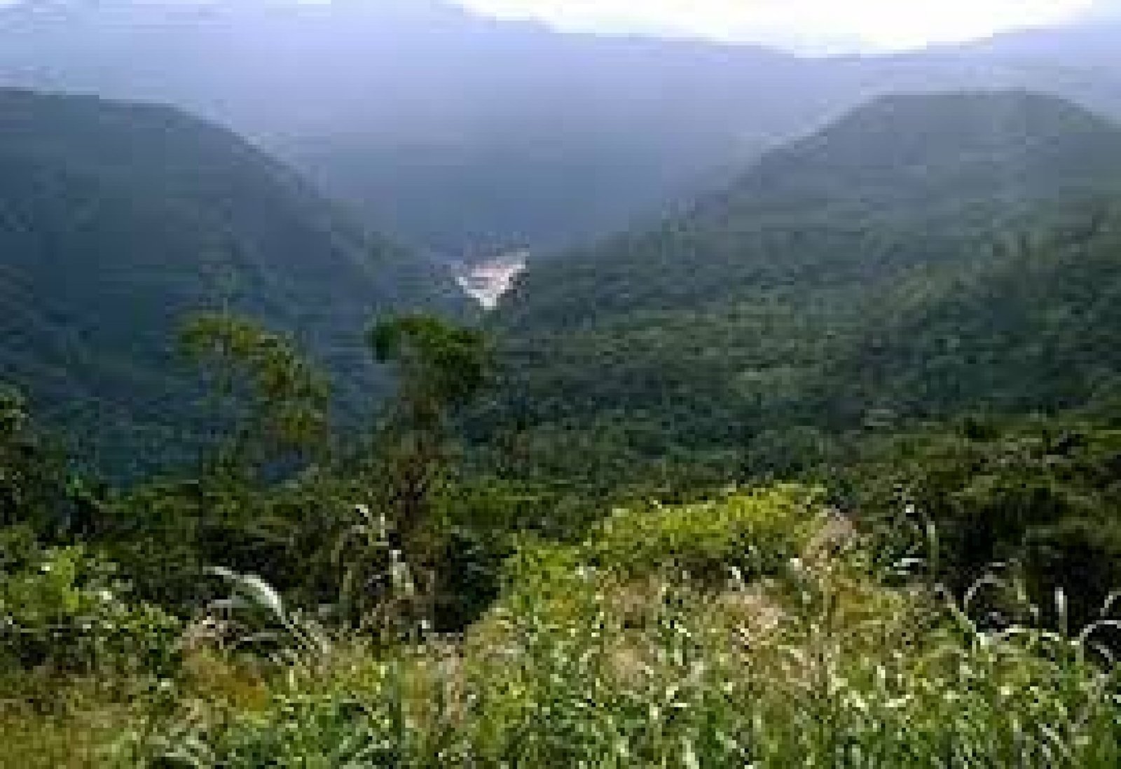 Kutukú Shaimi Protective Forest: ancestral territory and deep biodiversity in Morona Santiago