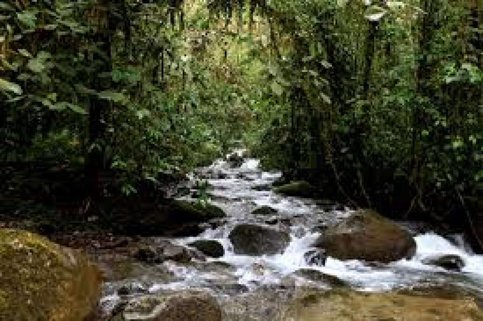 Bosque Protector Los Cedros: santuario de biodiversidad en el norte de Ecuador