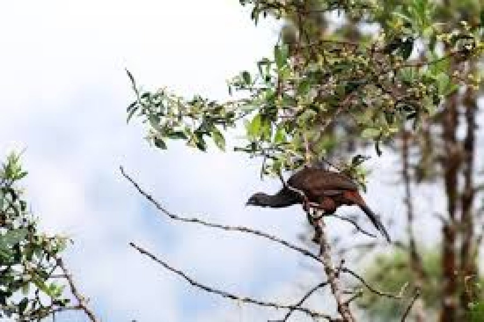 Bosque Protector Tinajillas – Río Gualaceño: biodiversidad, ríos y montañas en Morona Santiago
