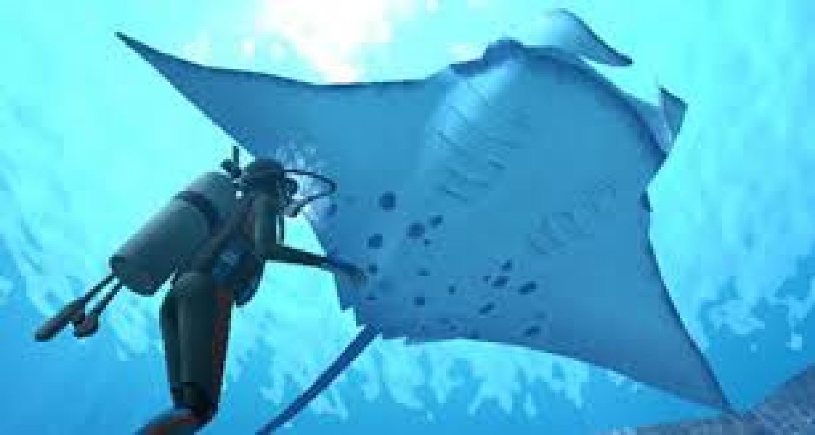 Buceo con manta rayas gigantes en la Isla de la Plata