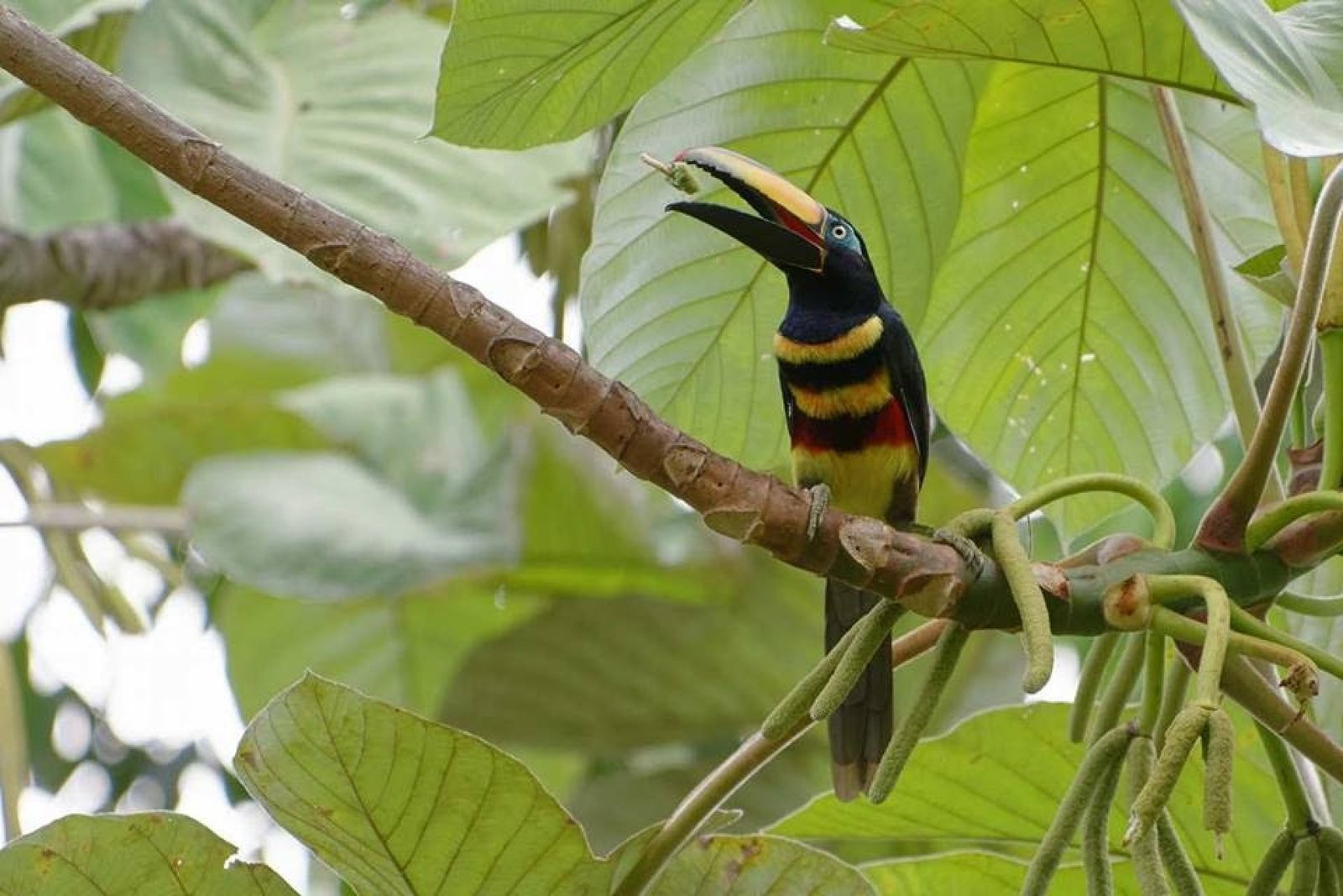 Yasuní vs Cuyabeno: Complete Comparison of Ecuador’s Top Amazon Destinations