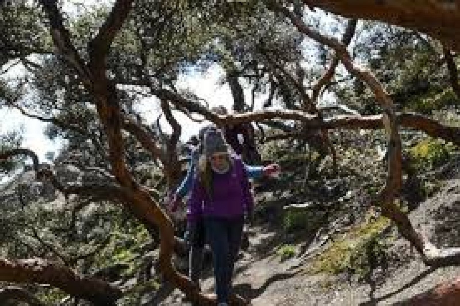 Hiking in Polylepis Forests, the Ancient Trees of the Ecuadorian Andes