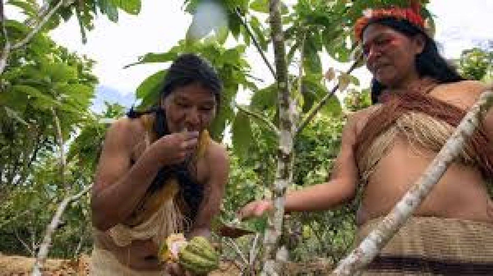 Caminos del Cacao Amazónico: Del Bosque a la Taza en Comunidades del Oriente