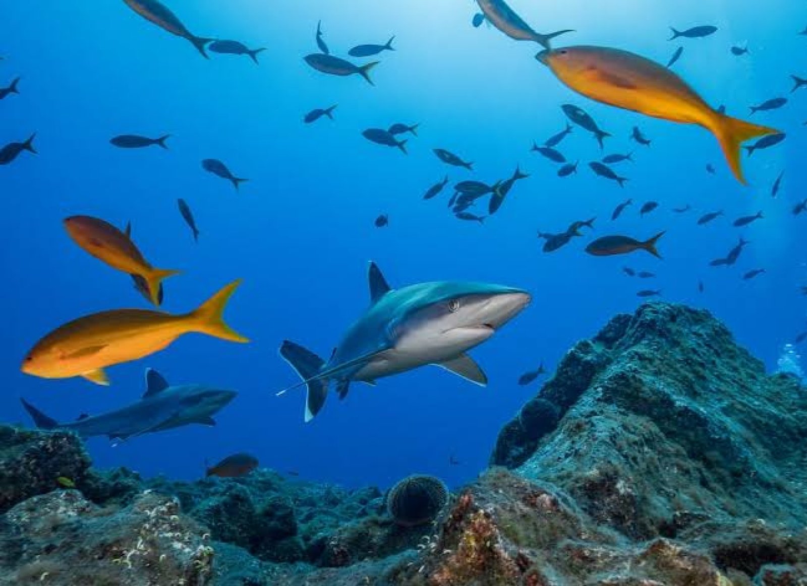 ¿Cuántos Días Necesitas Realmente para Visitar Galápagos?