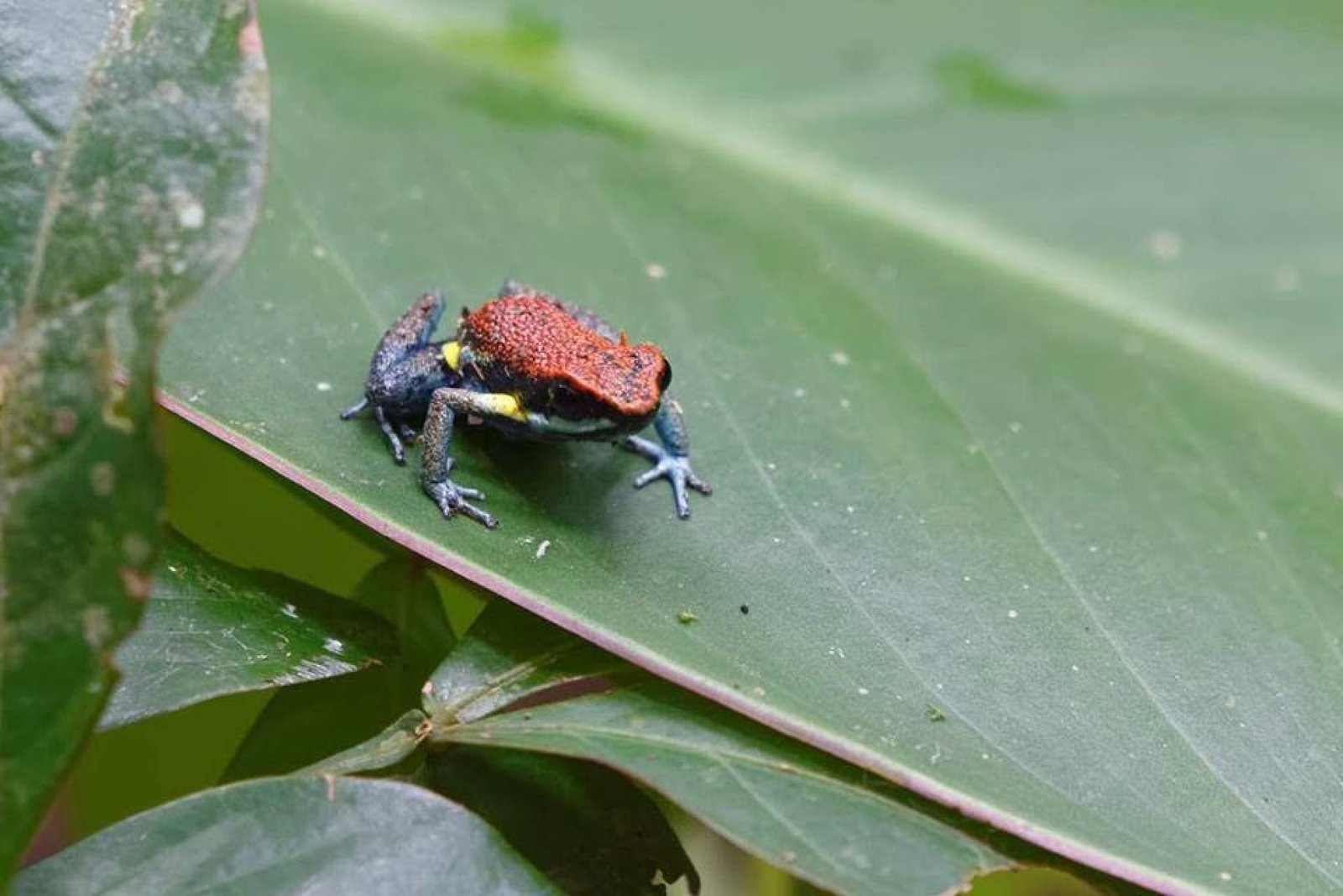 Cuyabeno Ecuador: Explore the Amazon Rainforest and Wildlife Reserve