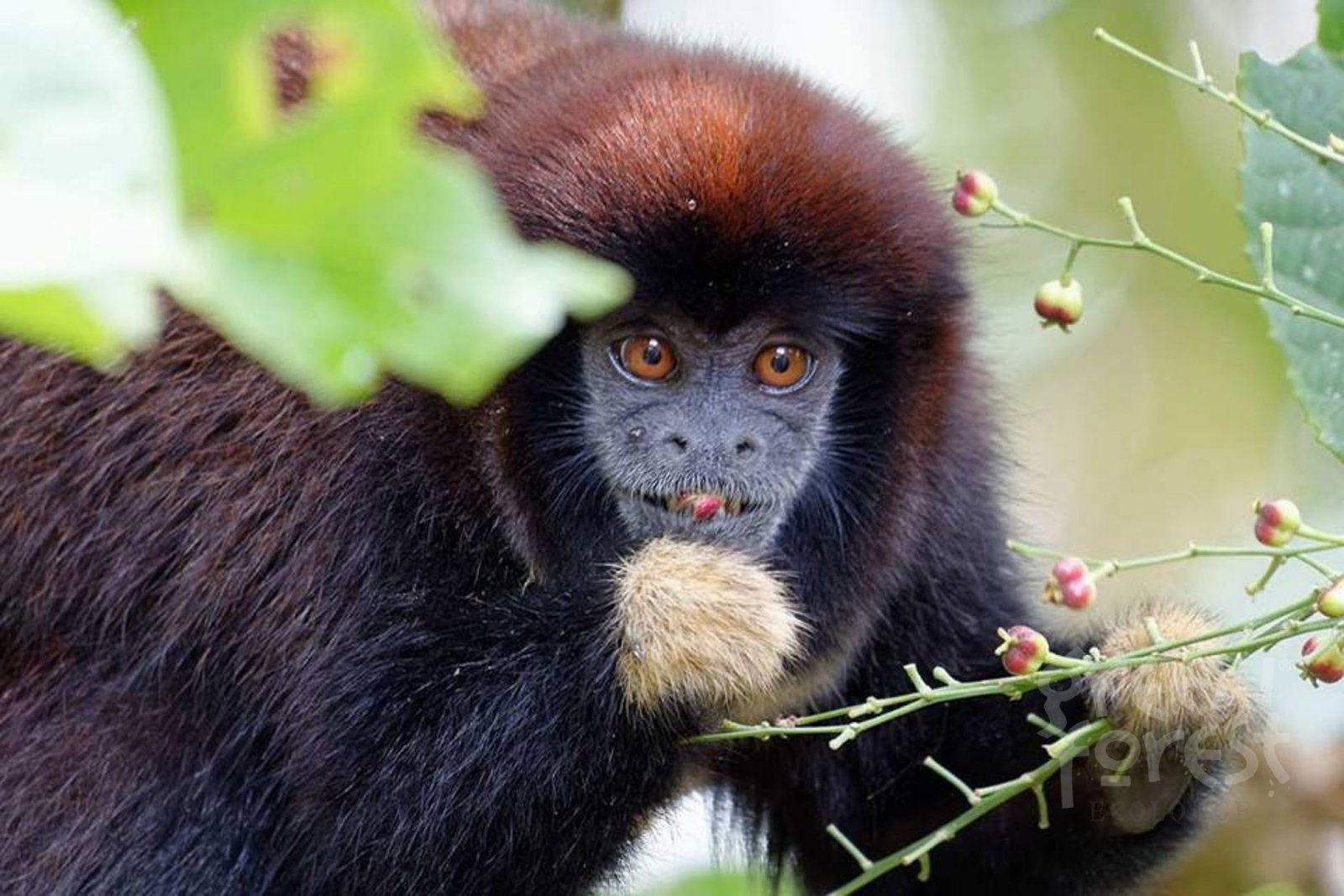 Best Time to Visit Cuyabeno Ecuador: Complete Amazon Rainforest Travel Guide