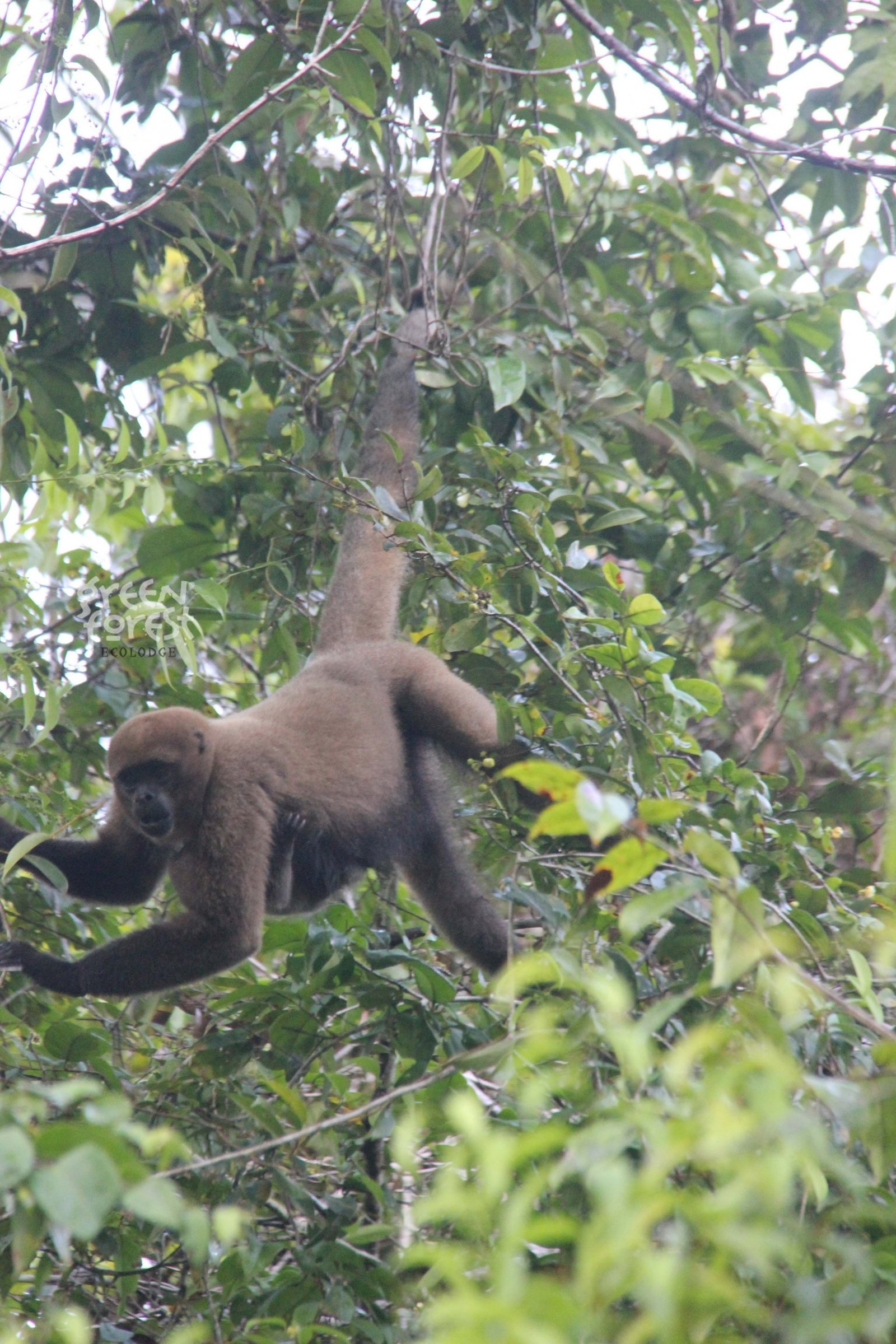 Nature Photography in the Ecuadorian Amazon: Complete Guide for Wildlife and Rainforest Photography