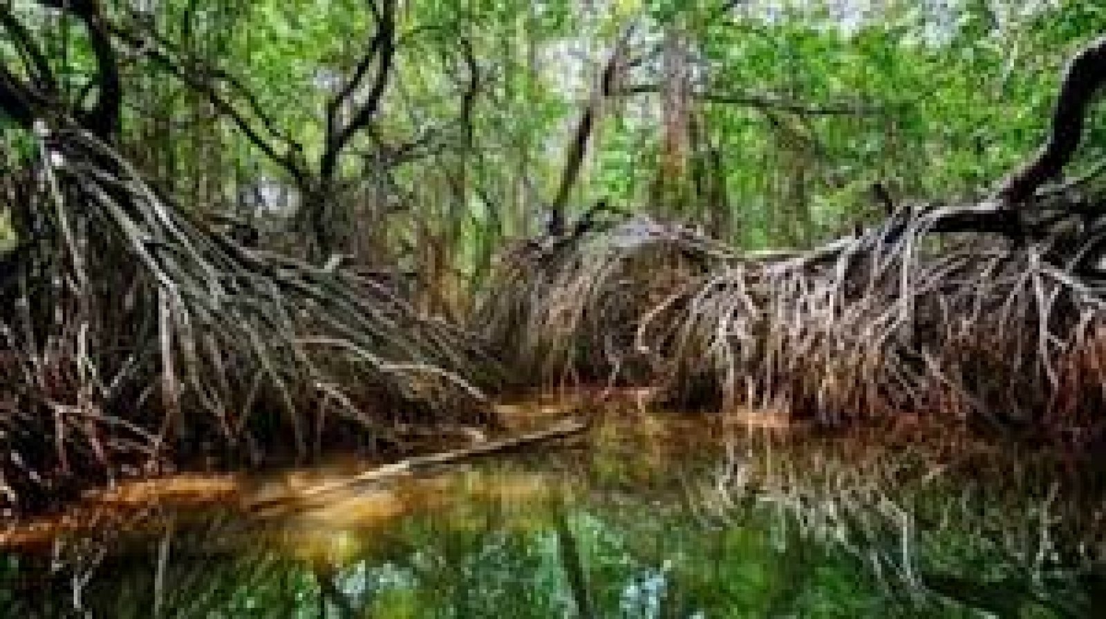 Ecotourism in Mangroves and Wetlands of Ecuador’s Coast: Biodiversity and Adventure