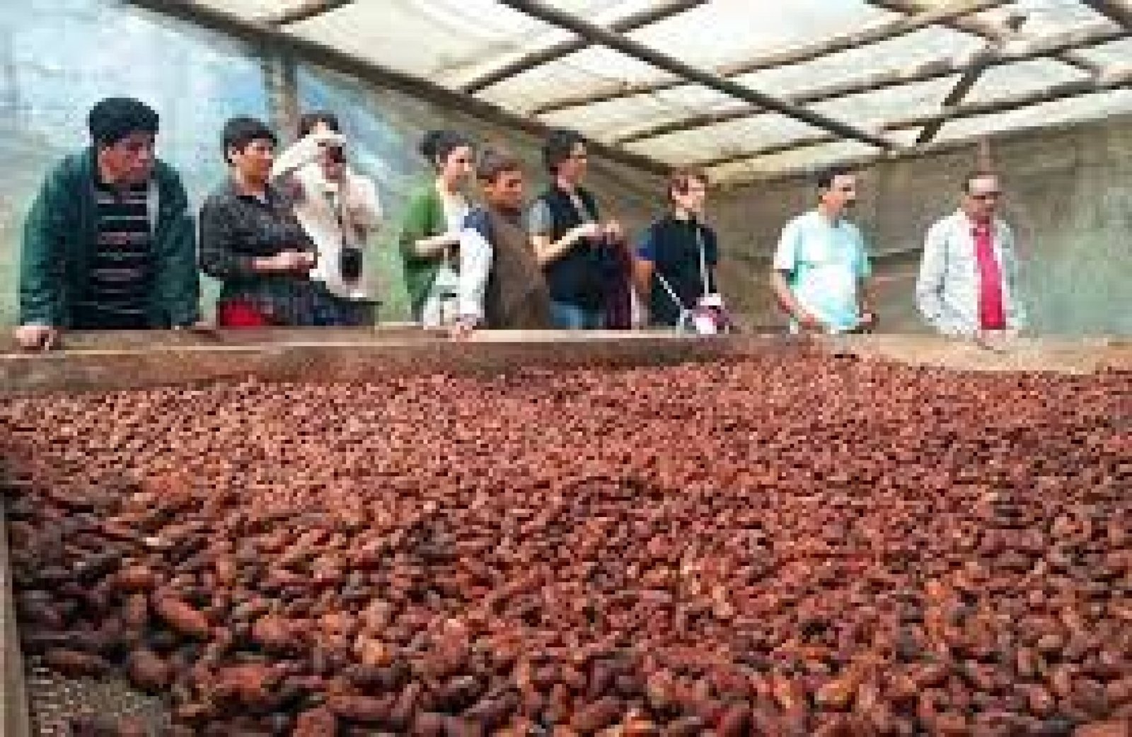 El cacao como identidad del país  Ecuador es reconocido mundialmente por producir uno de los mejores cacaos del mundo. Viajar siguiendo la ruta del cacao permite:  Conocer el origen del cacao fino de aroma  Entender su importancia histórica y cultural  Descubrir cómo el cacao conecta campo, tradición y gastronomía  Experiencias que van más allá del chocolate  Las experiencias alrededor del cacao incluyen:  Visitas a fincas cacaoteras y plantaciones tradicionales  Procesos artesanales de fermenta