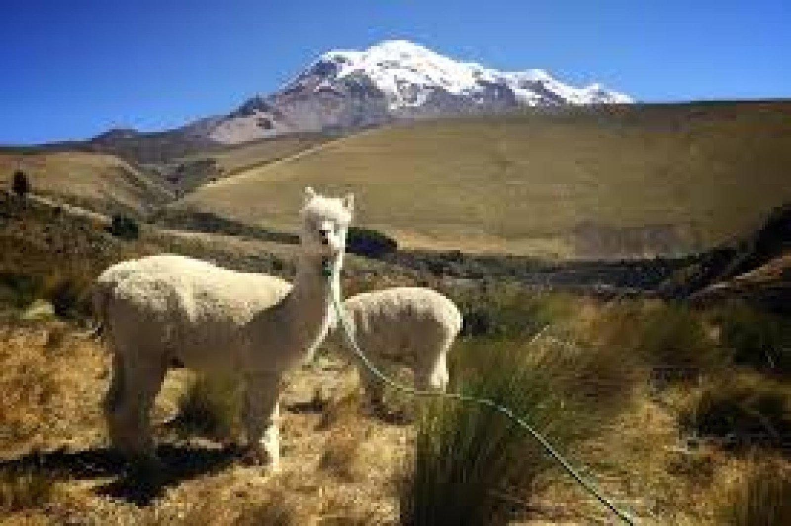 Llamas of the Andes: Community-Based Tourism with Ecuador’s Native Camelids