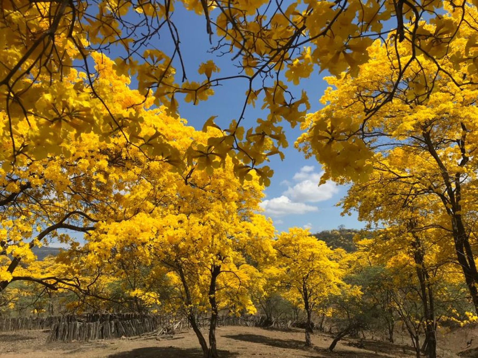 The Dry Forest of Loja: A Natural Treasure in Southern Ecuador