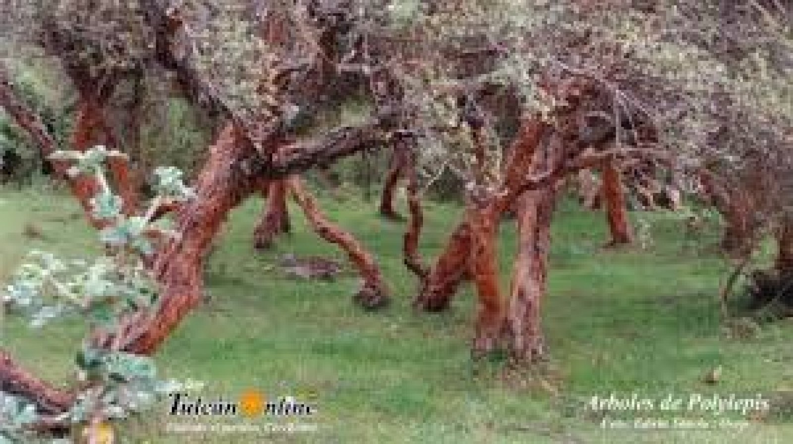 The Polylepis Forest: Sacred Trees of the High Andes