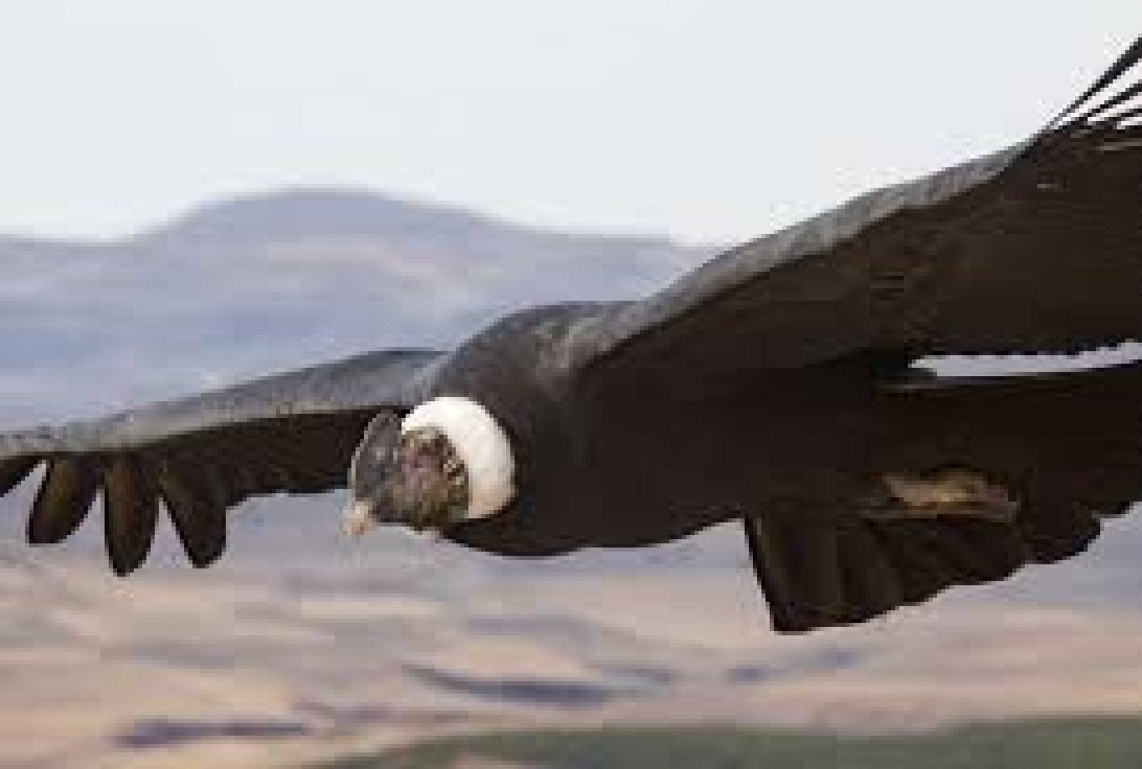 The Path of Silence: Dawn Myths from Ecuador’s Condor Mountain Range