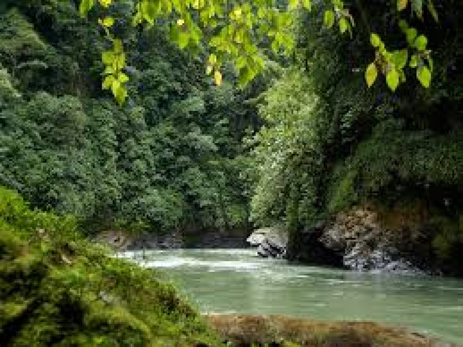 El Parque Nacional Podocarpus: Un Paraíso Natural en el Sur de Ecuador