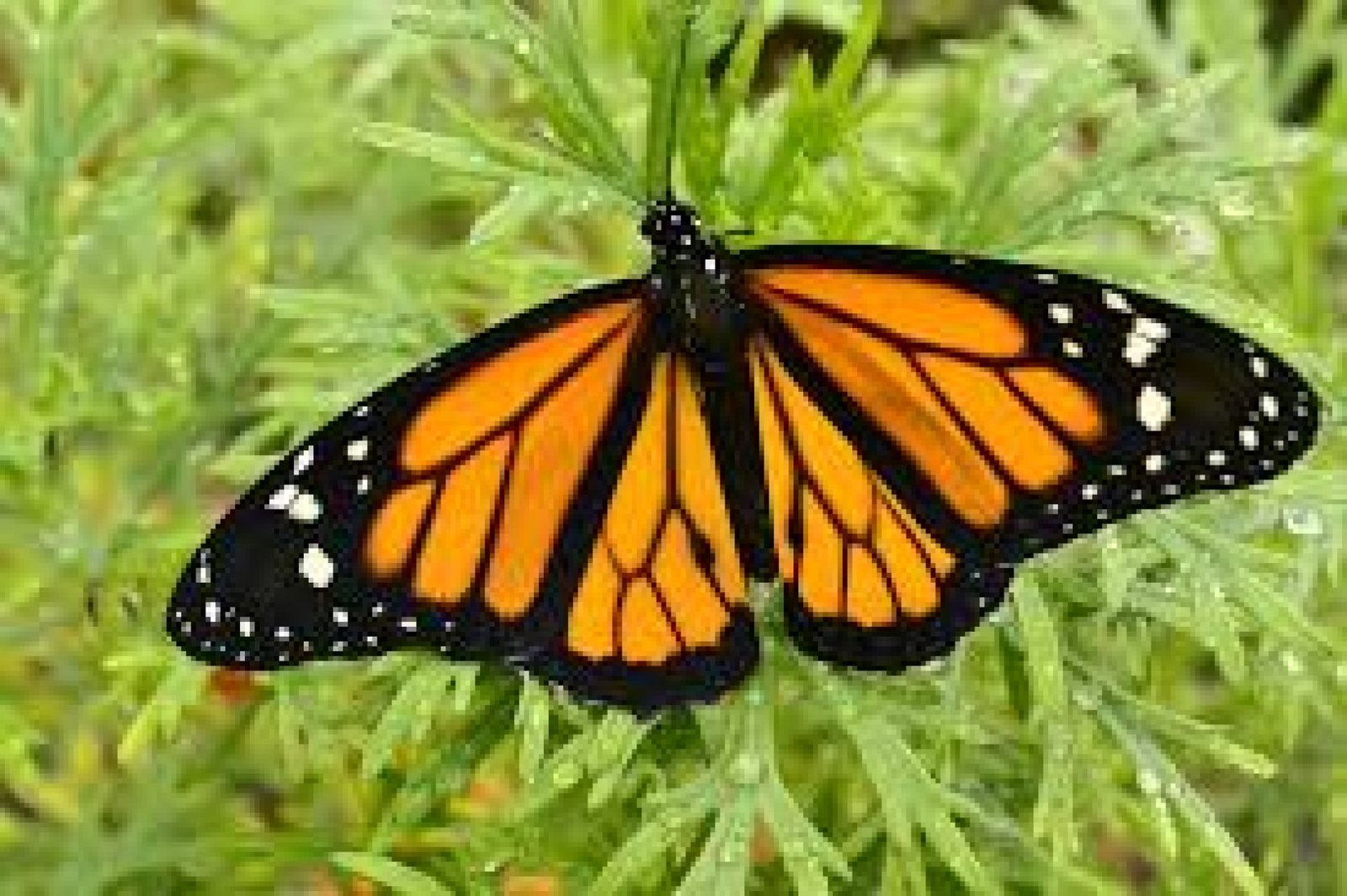 The Butterfly Sanctuary of Mindo: Biodiversity and Beauty in Ecuador’s Cloud Forest
