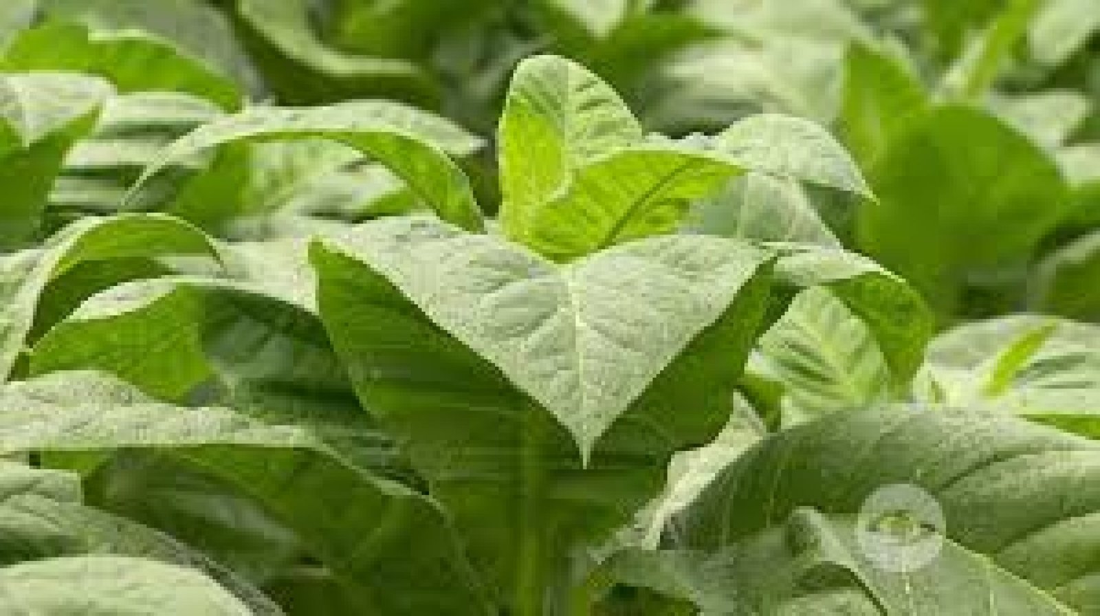 Sacred Tobacco in the Ecuadorian Amazon: Master Plant for Protection, Cleansing, and Spiritual Wisdom