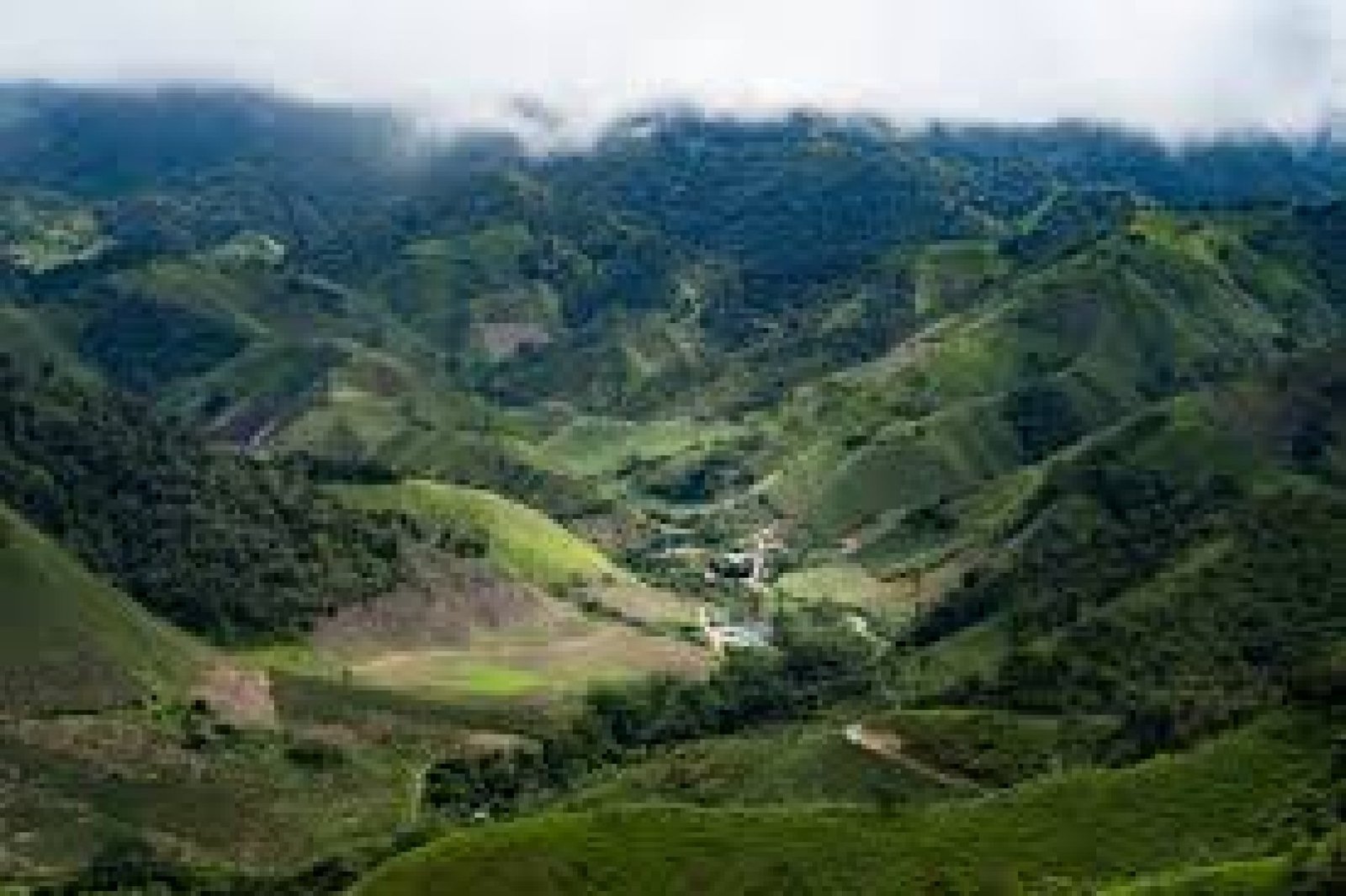 Intag Valley: nature, coffee, and conservation in the Andean Chocó