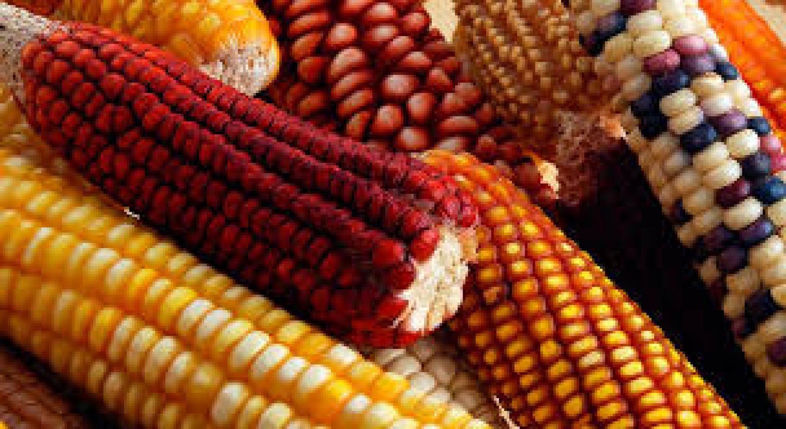 The Sacred Corn: Cultural Symbol and Staple Food in Ecuador