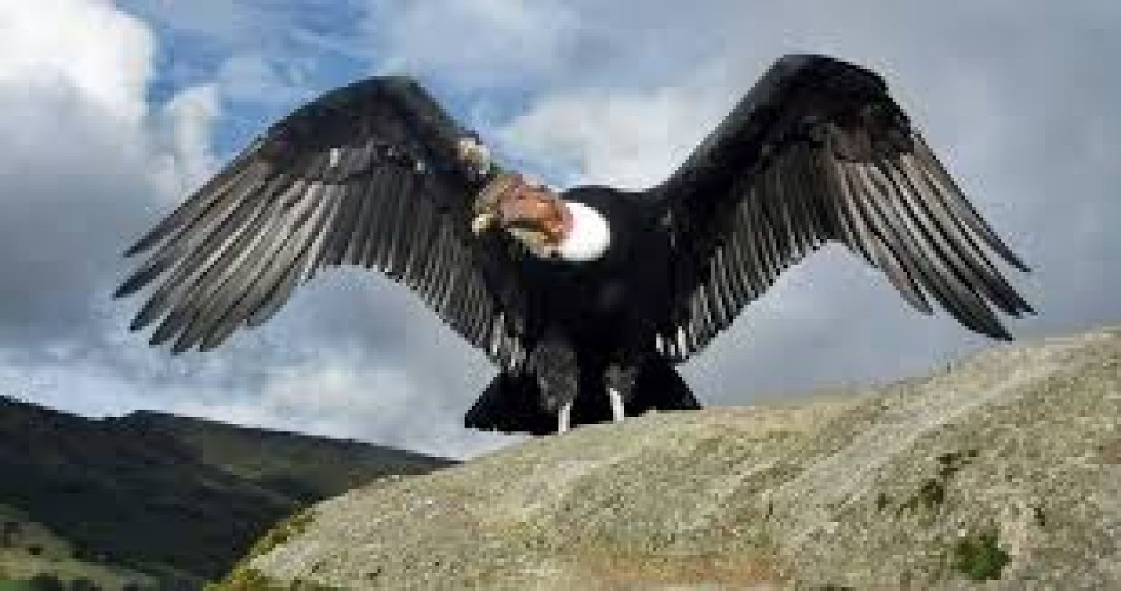 The Spiritual Meaning of the Condor in Ecuadorian Culture