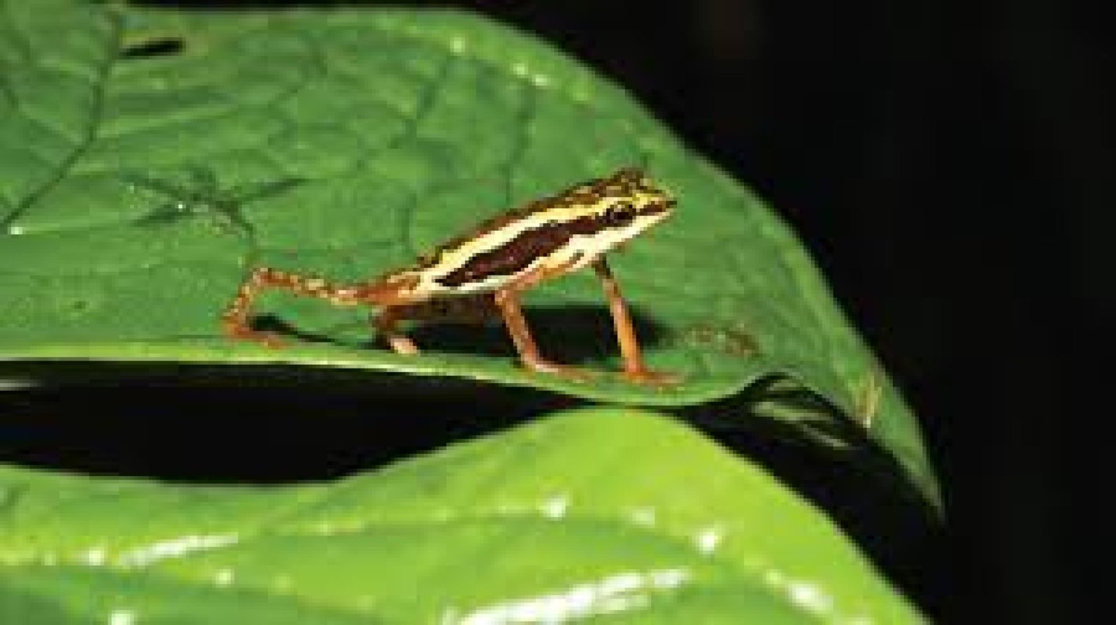 Excursiones de observación de anfibios y reptiles endémicos en Ecuador