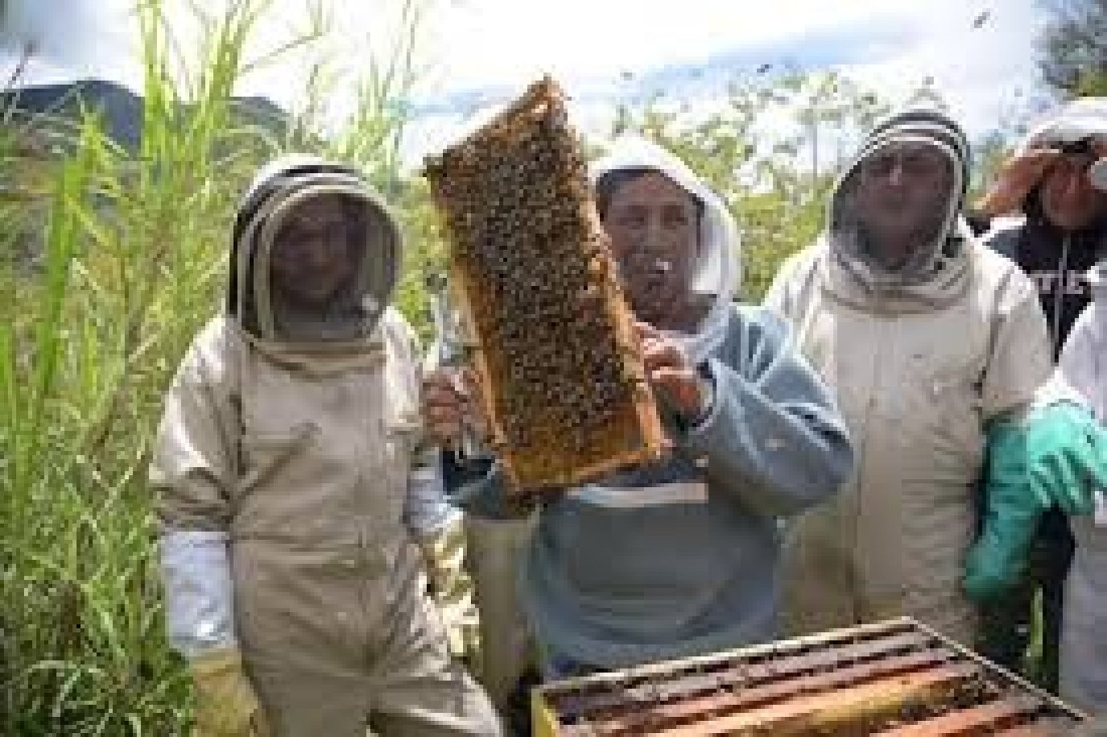 Honey Harvest and Community Beekeeping Experiences in Ecuador