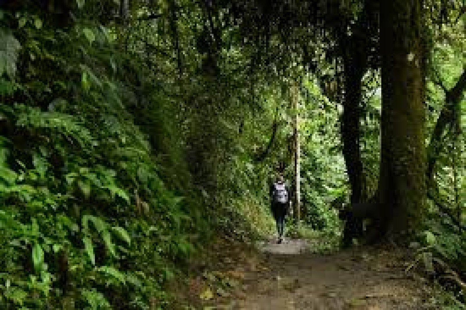 Nature Photography in Ecuador: Capturing Unique Biodiversity