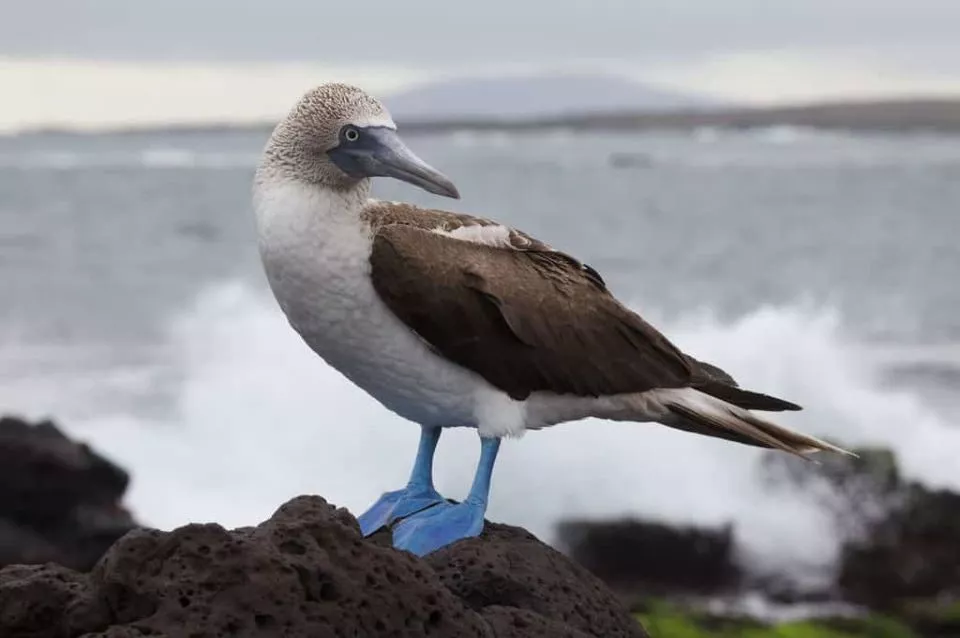 Galapagos Cruise Packing List: What to Bring & What to Avoid