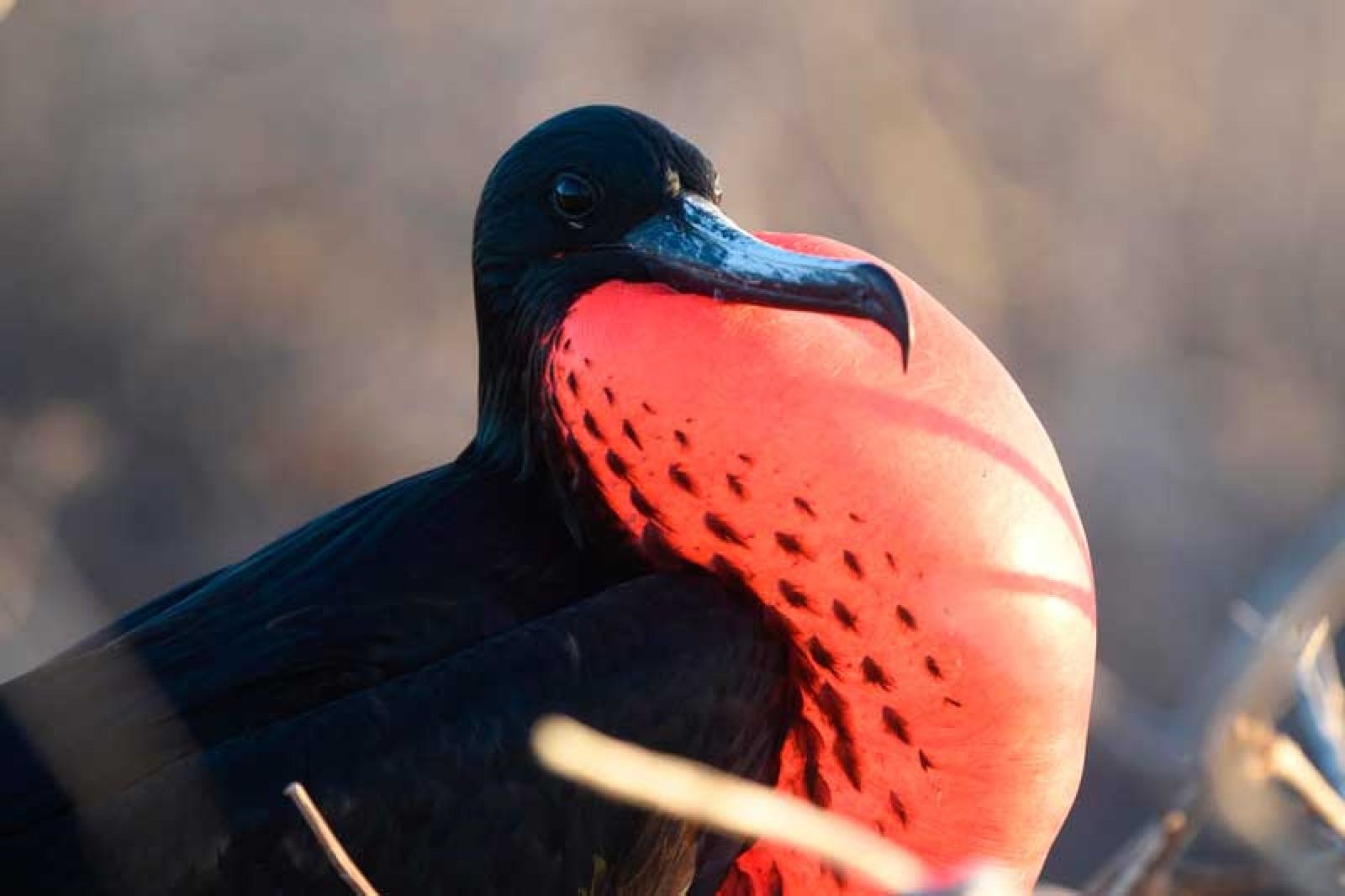Best Wildlife Experiences in the Galapagos Islands
