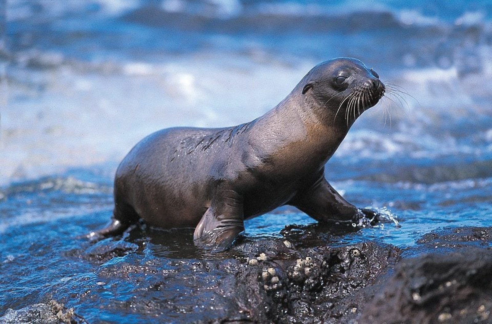 San Cristóbal vs Isabela: ¿Qué Isla de Galápagos Deberías Elegir? Las Islas Galápagos ofrecen experiencias únicas en cada una de sus islas, pero San Cristóbal e Isabela destacan por su extraordinaria naturaleza, playas y vida silvestre. Aunque ambas forman parte del Parque Nacional Galápagos, cada una ofrece paisajes, actividades y ambientes diferentes. En Turismo Ecuador 24, organizamos programas de Island Hopping, cruceros y tours personalizados para que puedas descubrir una o ambas islas segú