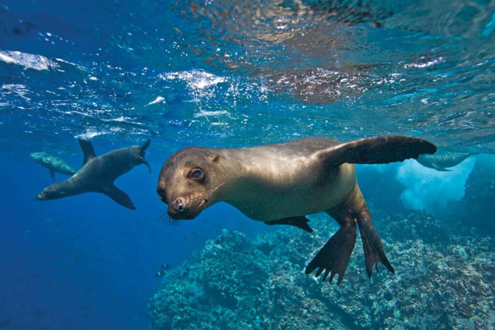 Complete Galápagos Travel Guide
