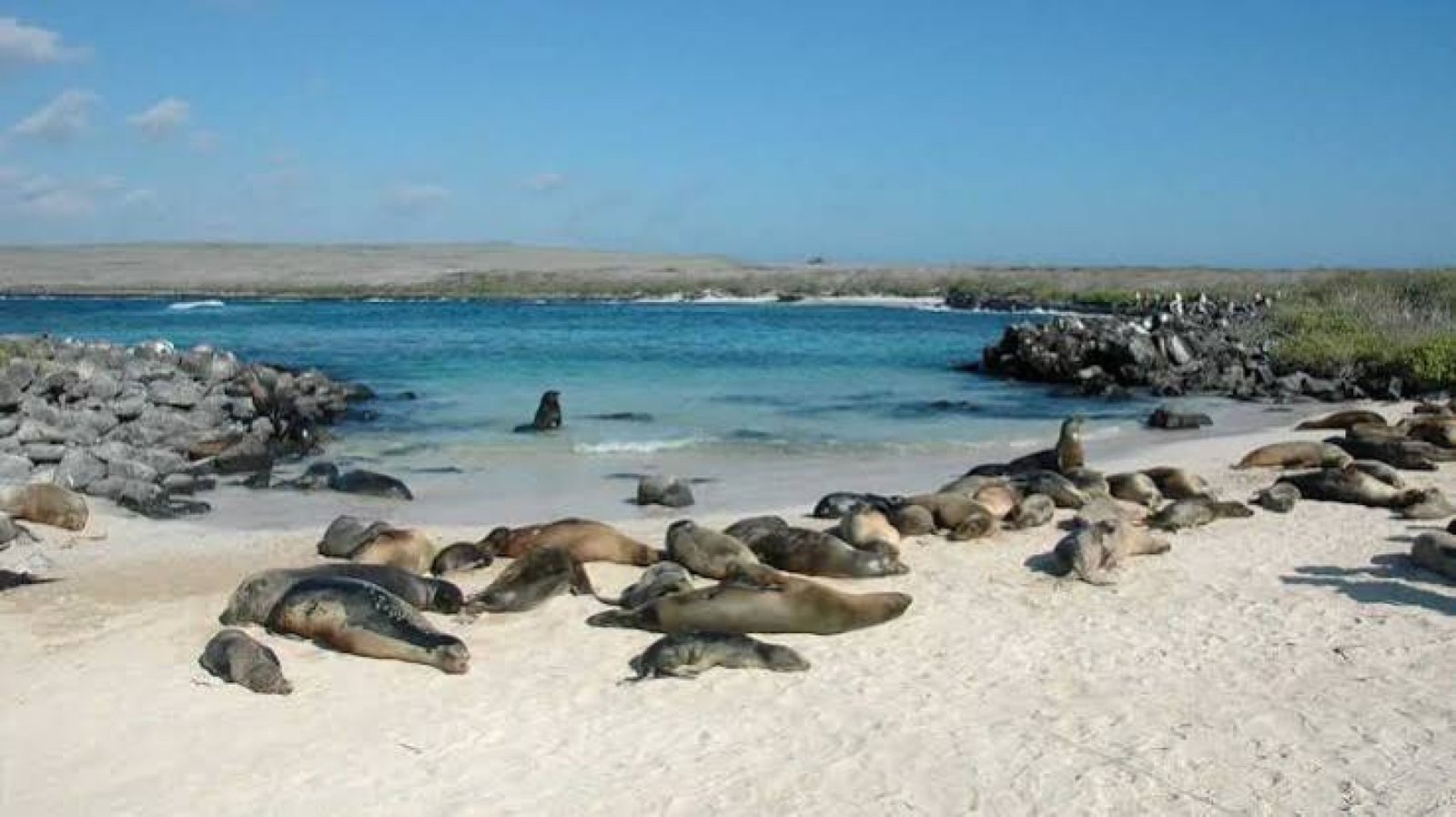 Isla Española Galápagos: Tour a Punta Suárez y Bahía Gardner
