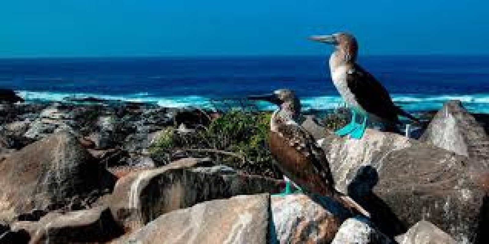 Española Island: Birds, Sea Lions, and Unique Landscapes in Galápagos