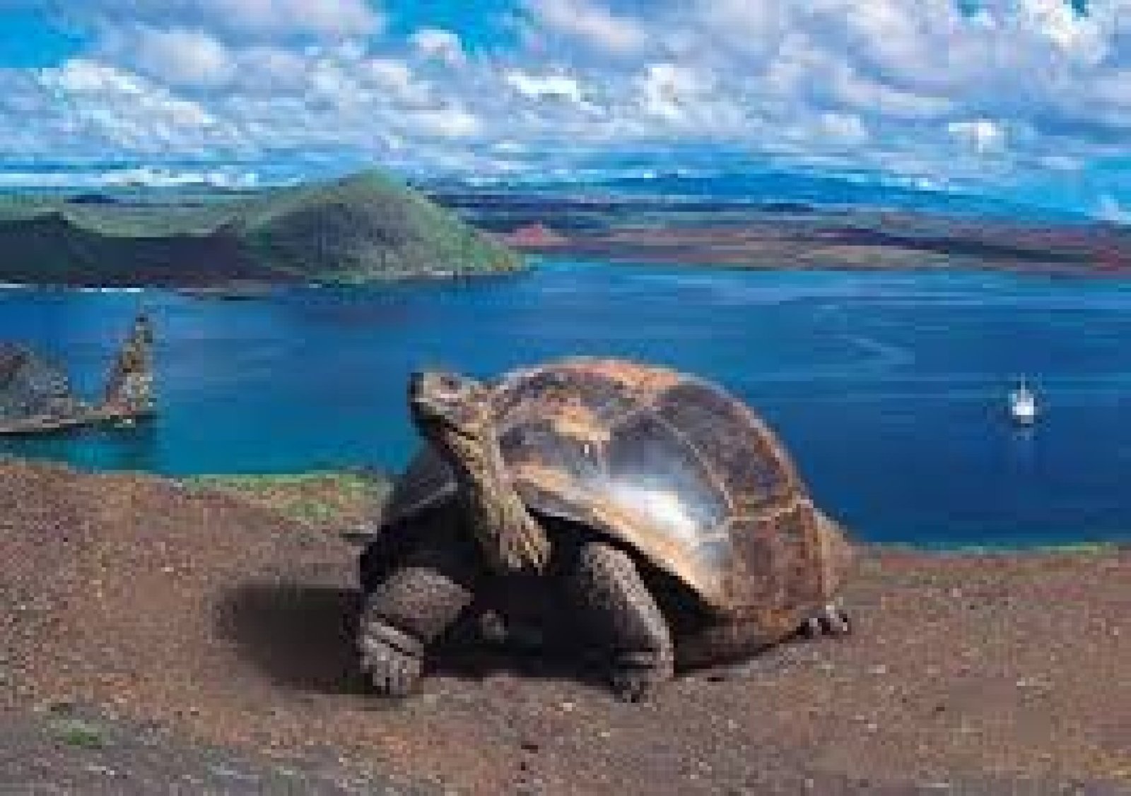 Galápagos Islands: History, Discovery, and Global Importance