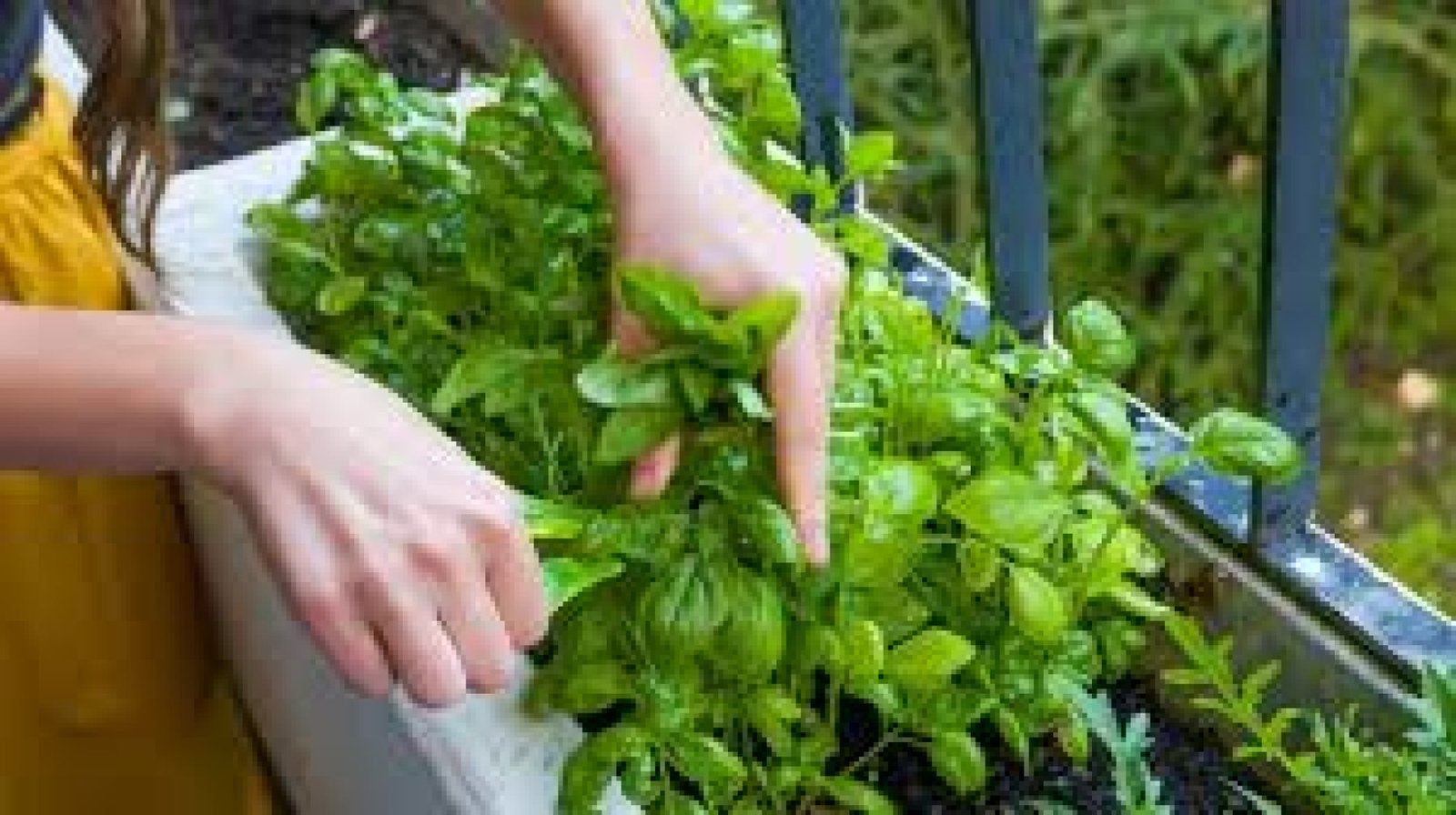 Jardines Medicinales en Ecuador: Sabiduría Botánica y Sanación Ancestral