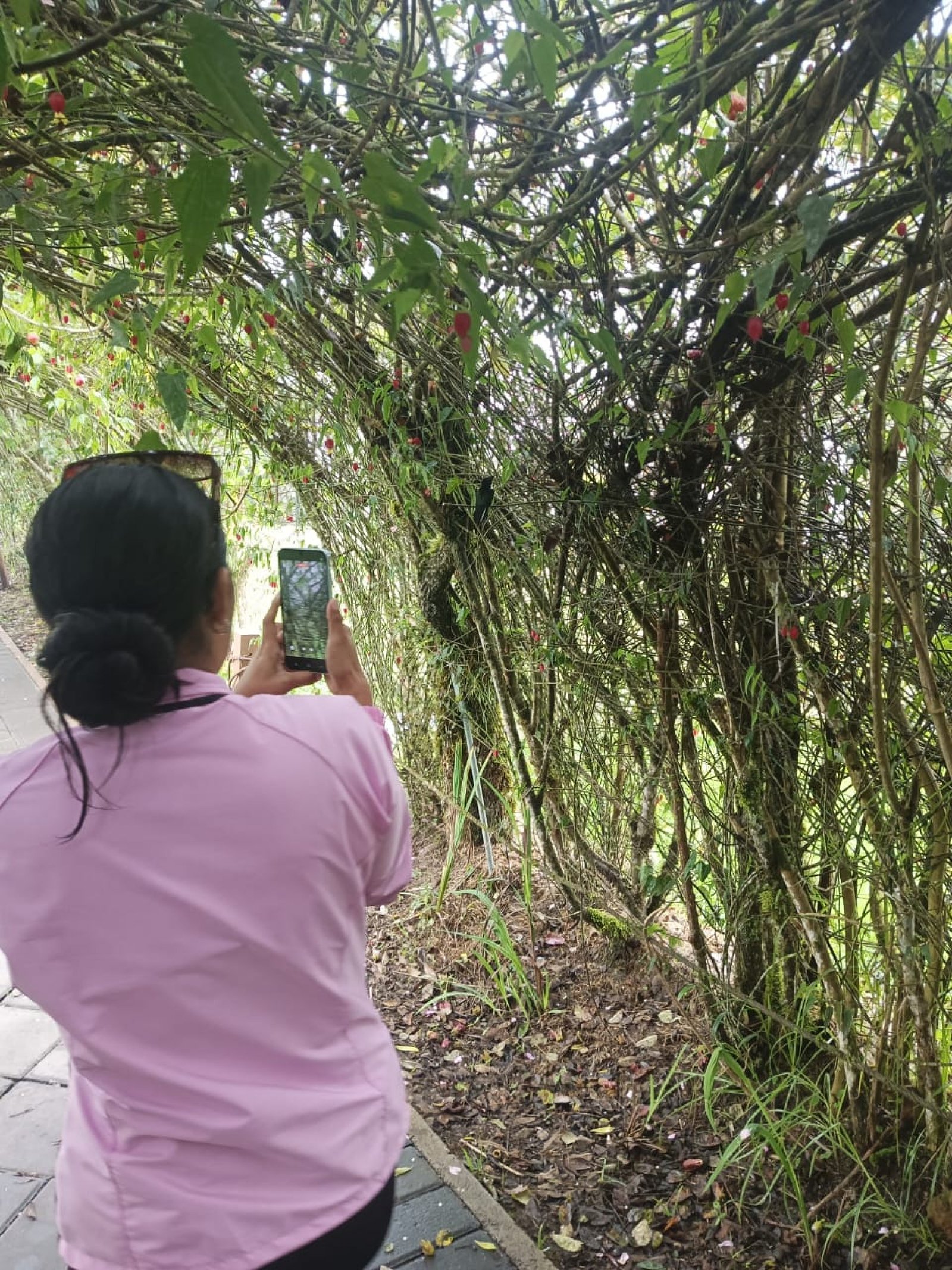 Best Places to See Hummingbirds in Ecuador: The Ultimate Guide