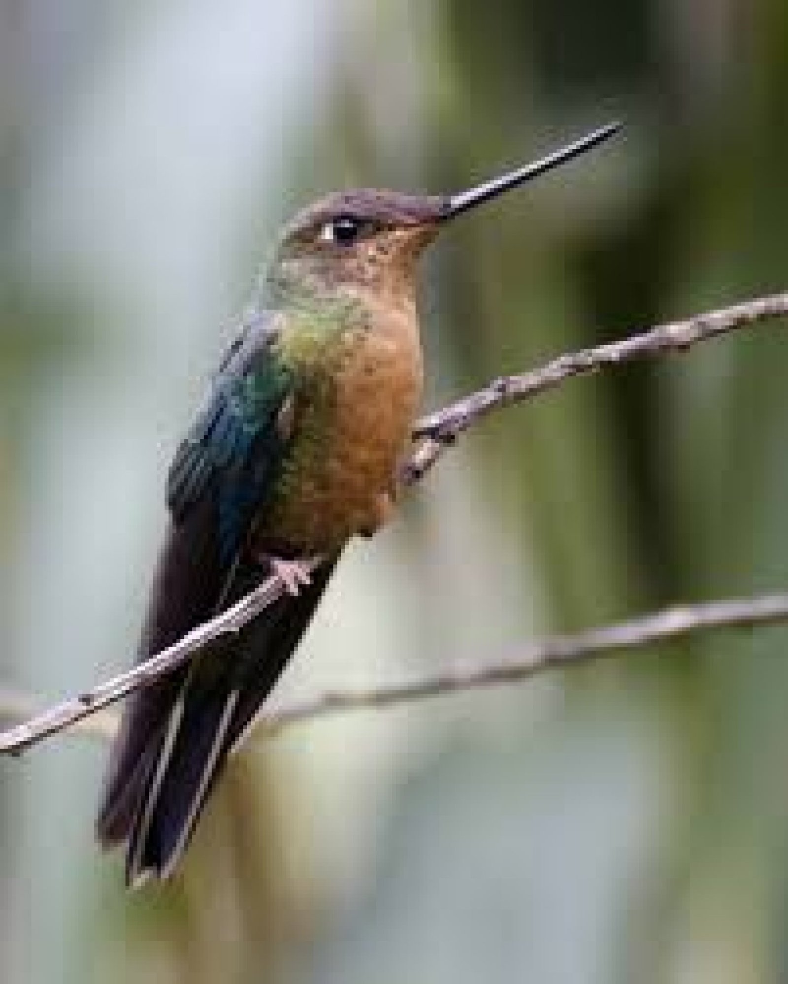 The Hummingbird Route: A Journey Through Ecuador’s Biodiversity