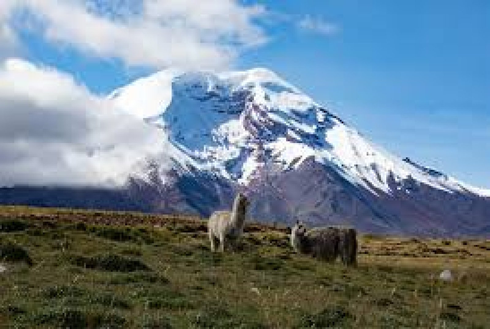 La biodiversidad de los páramos ecuatorianos: ecosistemas únicos y conservación