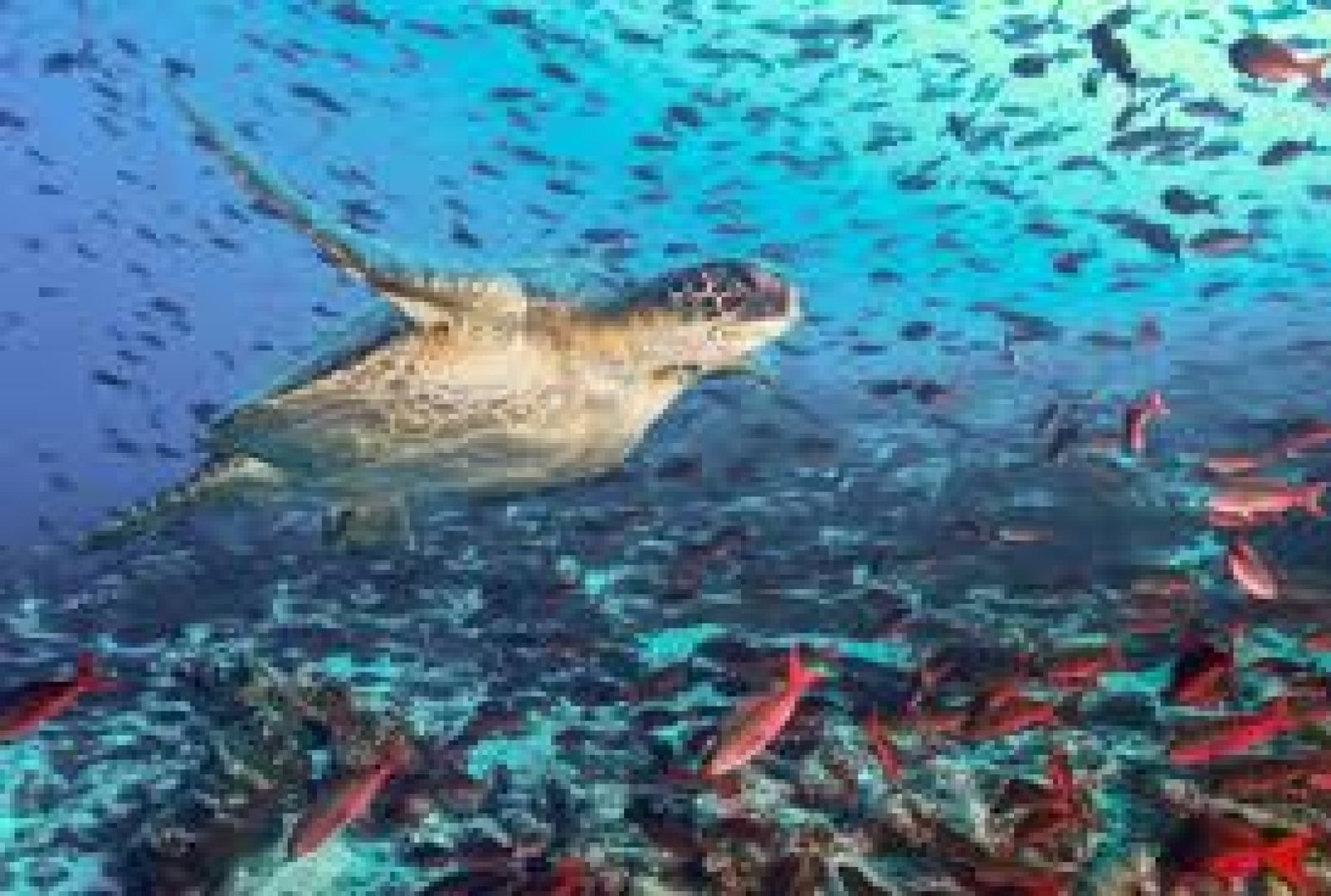 La biodiversidad marina en Ecuador: riqueza y conservación