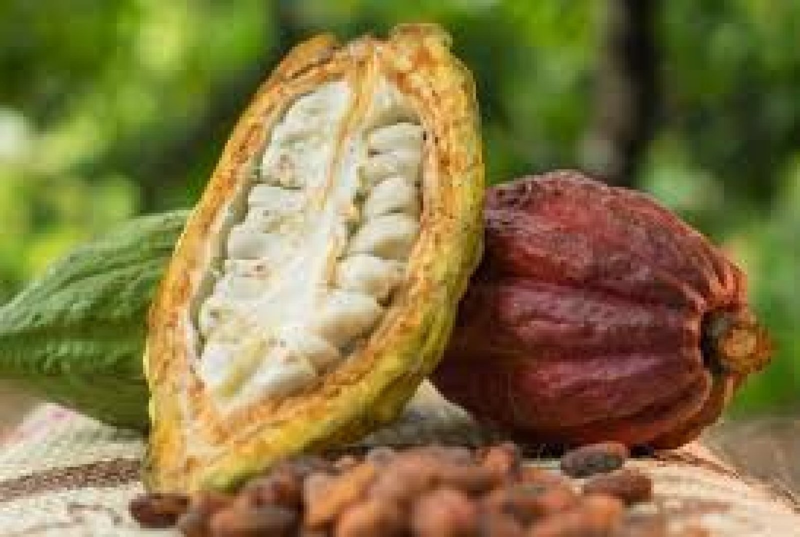 The History of Fine Aroma Cacao in Ecuador